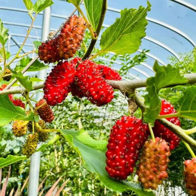 Everbearing Mulberry Tree Live Plant - Edible Berry Seedlings, Outdoor Planting