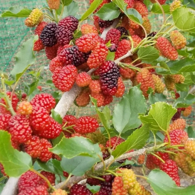 Everbearing Mulberry Tree Live Plant - Edible Berry Seedlings, Outdoor Planting