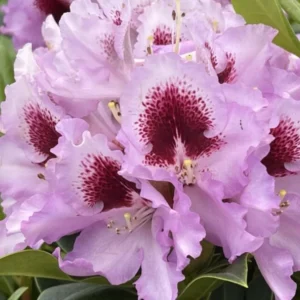 Pink Rhododendron Live Plant Shrubs - Fragrant Azalea Bush Ready to Plant Outdoor