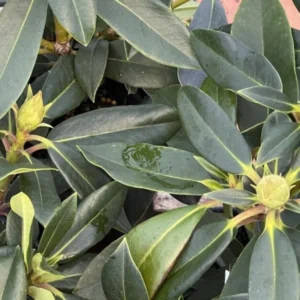 Pink Rhododendron Live Plant Shrubs - Fragrant Azalea Bush Ready to Plant Outdoor