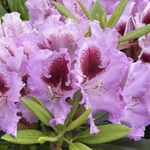 Pink Rhododendron Live Plant Shrubs - Fragrant Azalea Bush Ready to Plant Outdoor