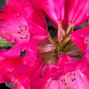 Red Flower Rhododendron Live Plant - Outdoor Azalea Shrub - Fragrant Blooms