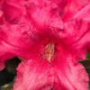 Red Flower Rhododendron Live Plant - Outdoor Azalea Shrub - Fragrant Blooms