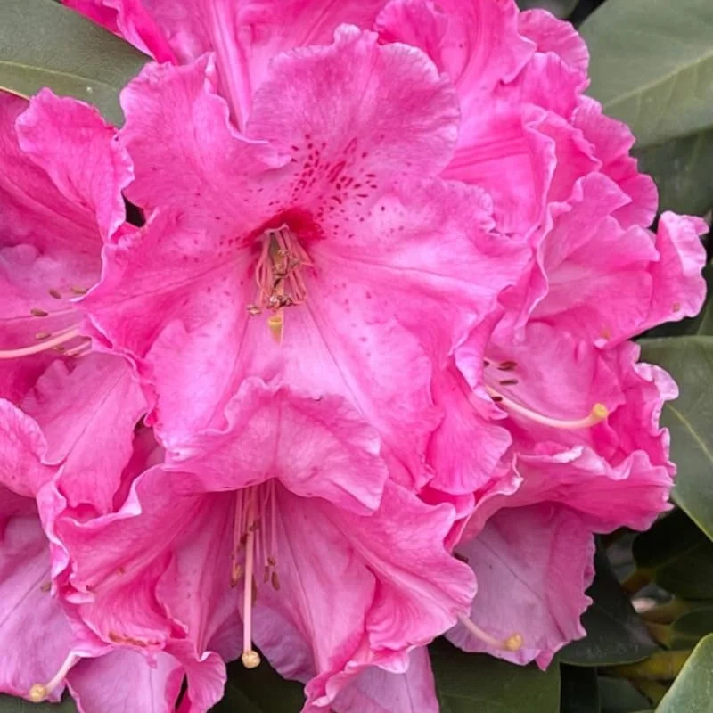 Dwarf Reddish-Pink Rhododendron Live Plant Azalea Bushes - Fragrant Outdoor Shrub
