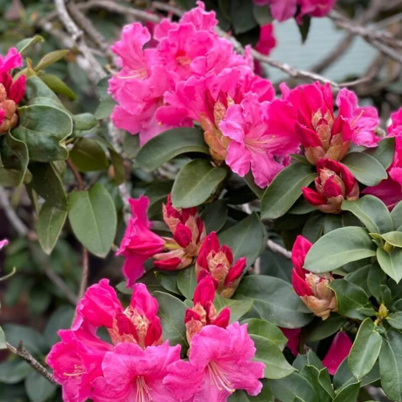 Dwarf Reddish-Pink Rhododendron Live Plant Azalea Bushes - Fragrant Outdoor Shrub