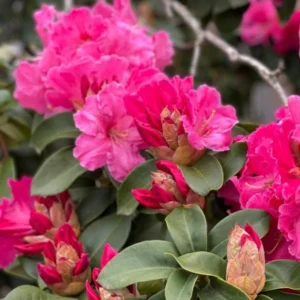 Dwarf Reddish-Pink Rhododendron Live Plant Azalea Bushes - Fragrant Outdoor Shrub