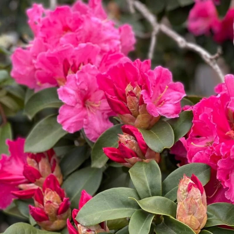 Dwarf Reddish-Pink Rhododendron Live Plant Azalea Bushes - Fragrant Outdoor Shrub