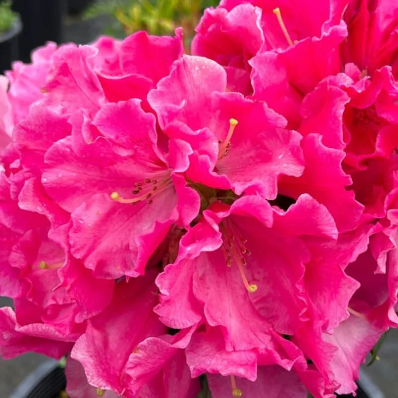 Dwarf Reddish-Pink Rhododendron Live Plant Azalea Bushes - Fragrant Outdoor Shrub