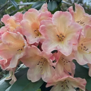 Yellow Cream Rhododendron Live Plant Shrubs Fragrant Azalea Ready To Plant
