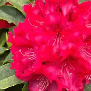 Red Rhododendron Live Plant - Fragrant Azalea Bush - Outdoor Planting