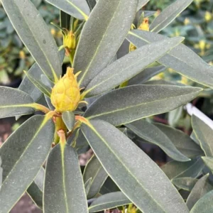 Red Rhododendron Live Plant - Fragrant Azalea Bush - Outdoor Planting