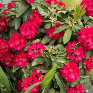 Red Rhododendron Live Plant - Fragrant Azalea Bush - Outdoor Planting