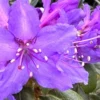 Deep Violet-Blue Rhododendron Live Plant Shrub - Fragrant Azalea, Outdoor Planting
