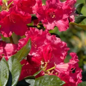 Red Rhododendron Live Plant Shrubs Fragrant Azalea Bushes Outdoor Planting