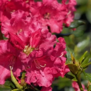 Red Rhododendron Live Plant Shrubs Fragrant Azalea Bushes Outdoor Planting