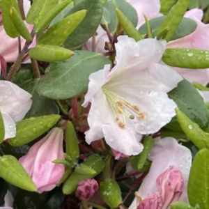 Pink Rhododendron Live Plant - Fragrant Azalea Shrub for Planting