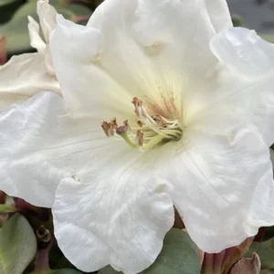 Pink Rhododendron Live Plant - Fragrant Azalea Shrub for Planting