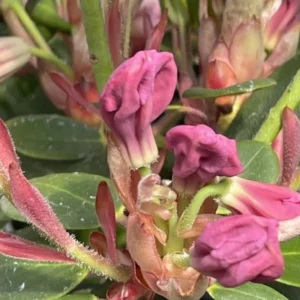 Pink Rhododendron Live Plant - Fragrant Azalea Shrub for Planting