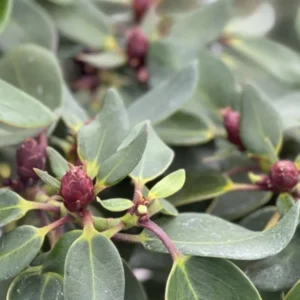 Pink Rhododendron Live Plant - Fragrant Azalea Shrub for Planting