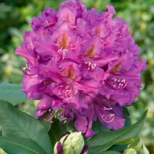 Lavender Rhododendron Live Plant - Fragrant Azalea Bush - Ready to Plant
