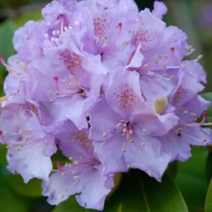 Lavender Rhododendron Live Plant - Fragrant Azalea Bush - Ready to Plant