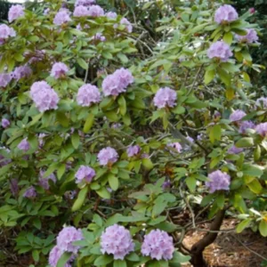 Lavender Rhododendron Live Plant - Fragrant Azalea Bush - Ready to Plant