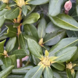 Lavender Rhododendron Live Plant - Fragrant Azalea Bush - Ready to Plant