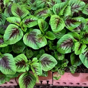 Callaloo Amaranth Spinach Seeds 2500 Mixed White Red Green Vegetable Garden