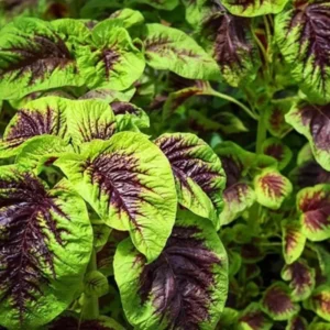 Callaloo Amaranth Spinach Seeds 2500 Mixed White Red Green Vegetable Garden