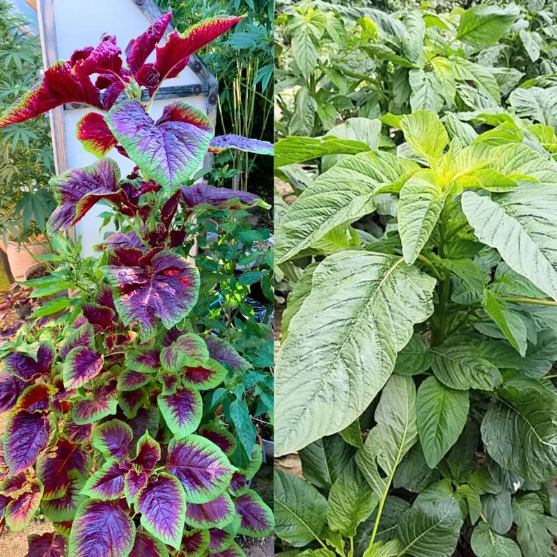 Callaloo Seeds - Spinach Amaranth Mix - 2500 Seeds - White, Red, Green Leaves - Home Garden