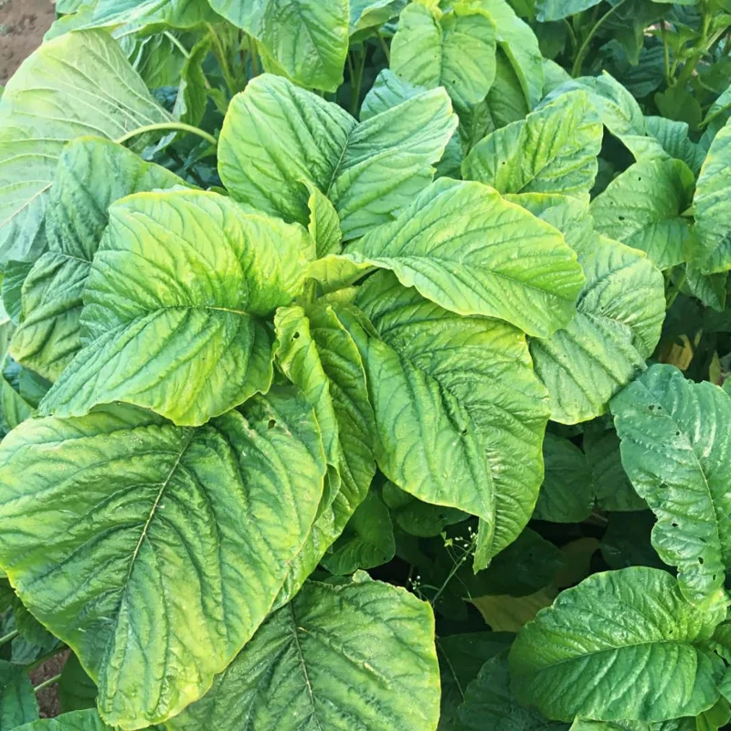 Callaloo Seeds - Spinach Amaranth Mix - 2500 Seeds - White, Red, Green Leaves - Home Garden