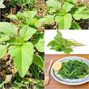 Callaloo Amaranth Spinach Seeds - 2500 Mixed Color High Yield Vegetable Seeds