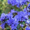 Rhododendron Plant - 1-2 Yr Old Azalea Bush Shrub Tree - Blue Bronze - Live In Pot