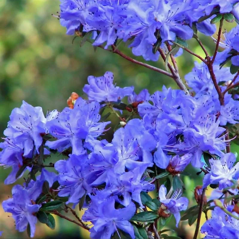 Rhododendron Plant - 1-2 Yr Old Azalea Bush Shrub Tree - Blue Bronze - Live In Pot