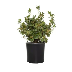 Rhododendron Plant - 1-2 Yr Old Azalea Bush Shrub Tree - Blue Bronze - Live In Pot