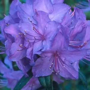 Rhododendron Plant - 1-2 Yr Old Azalea Bush Shrub Tree - Blue Bronze - Live In Pot