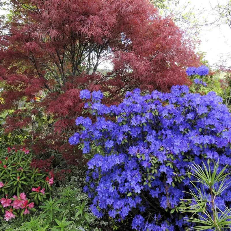 Rhododendron Plant - 1-2 Yr Old Azalea Bush Shrub Tree - Blue Bronze - Live In Pot