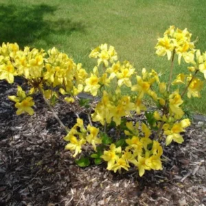 Yellow Rhododendron Azalea Bush - 1-2 Year Old Live Potted Shrub Tree