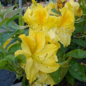 Yellow Rhododendron Azalea Bush - 1-2 Year Old Live Potted Shrub Tree