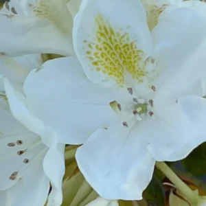 Rhododendron Plant 1-2 Year Old Azalea Shrub White Live In Pot