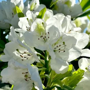 Rhododendron Plant 1-2 Year Old Azalea Shrub White Live In Pot