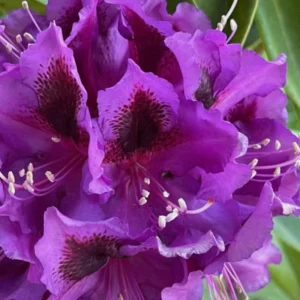 Rhododendron Azalea Bush Shrub - 1-2 Year Old Plant - Purple Burgundy
