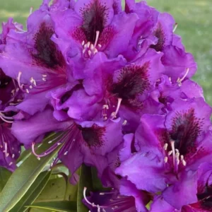Rhododendron Azalea Bush Shrub - 1-2 Year Old Plant - Purple Burgundy