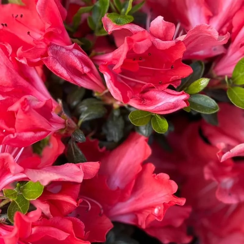 Rhododendron Azalea Bush Shrub Tree Plant - 1-2 Year Old - Vibrant Red Pink Live In Pot