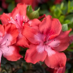 Rhododendron Azalea Bush Shrub Tree Plant - 1-2 Year Old - Vibrant Red Pink Live In Pot