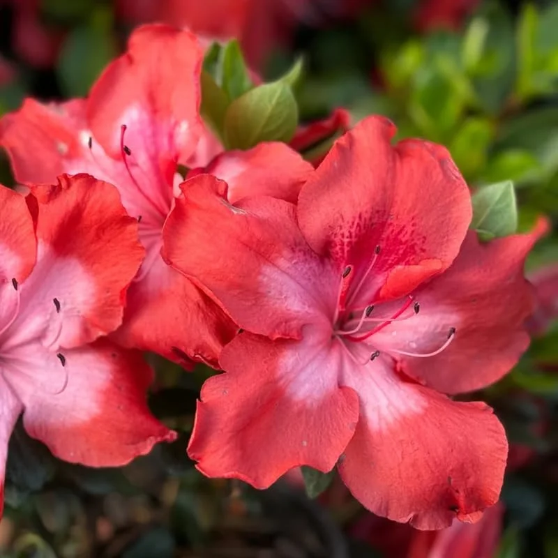 Rhododendron Azalea Bush Shrub Tree Plant - 1-2 Year Old - Vibrant Red Pink Live In Pot