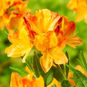 Rhododendron Plant Live in Pot - 1-2 Yrs Old Azalea Bush Shrub Tree - Vibrant Orange