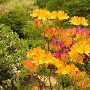 Rhododendron Plant Live in Pot - 1-2 Yrs Old Azalea Bush Shrub Tree - Vibrant Orange