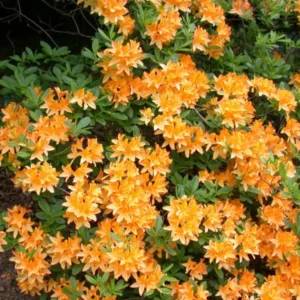 Rhododendron Plant Live in Pot - 1-2 Yrs Old Azalea Bush Shrub Tree - Vibrant Orange