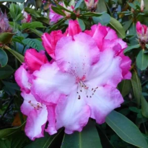 Light Pink Rhododendron Azalea Bush Shrub Tree Plant - 1-2 Year Old Live Plant